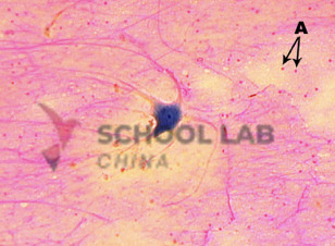 Prepared Microscope Slide - Compact Bone T.S.